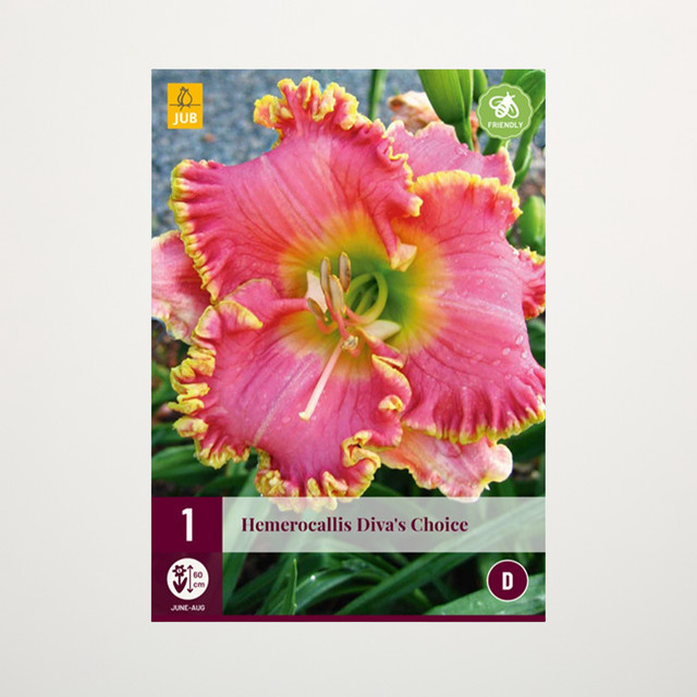 Taglilie Diva's Choice Knolle für Gartenbeete, Balkon und Terrasse von BLUME2000 - Bild 1
