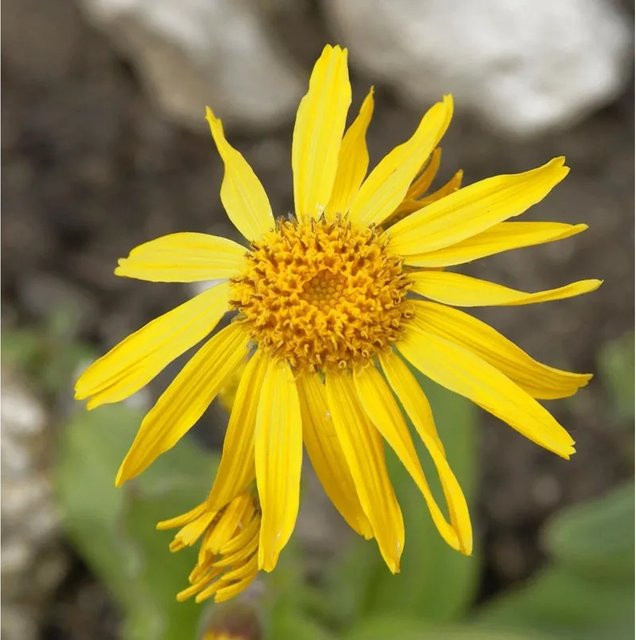 Berg Wohlverleih Arnica montana Heilpflanze - Bild 1