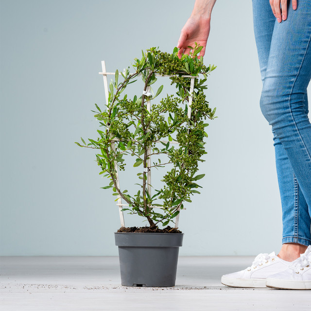Feuerdorn Red Star Pyracantha coccinea am Spalier von BLUME2000 als Sichtschutz und Hecke mit einer Höhe von 180 cm - Bild 1