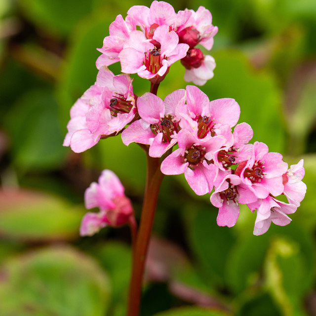 3er Set BIO Bergenie Cordifolia Staude von BLUME2000 - Bild 1