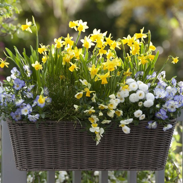 Balkonblumen Set Robuster Frühlingsbalkon von Mein schöner Garten Shop mit 7 Narcissus Pflanzen in bunt - Bild 1