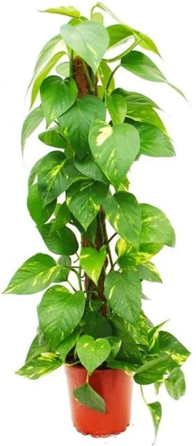 Exotenherz Epipremnum Aureum Efeutute als Kletterpflanze am Moosstab - Bild 1
