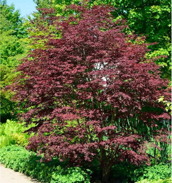 Nr-01.de Fächerahorn Brands Dwarf Acer palmatum roter Zierstrauch, Höhe: 40-60 cm - Bild 1