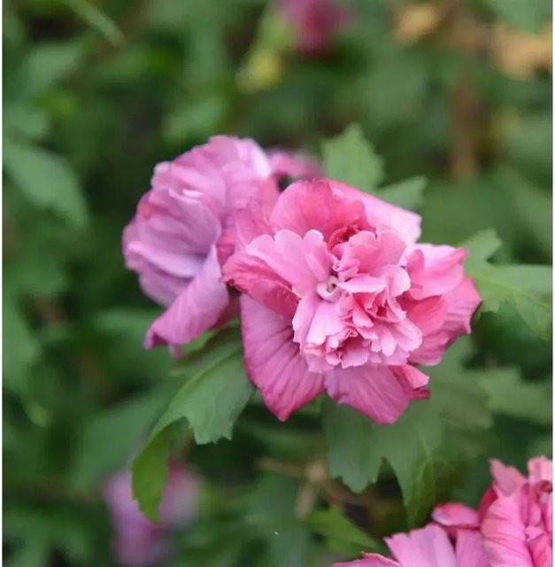Garteneibisch Hibiscus syriacus French Cabaret Red in Rot und Purpur von Nr-01.de - Bild 1