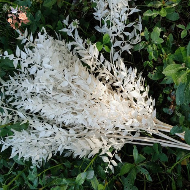 YN HI FLOWER Getrockneter Ruscus Bouquet aus natürlichen Blättern in Weiß für deine Dekoration bei Hochzeiten oder Weihnachten - Bild 1
