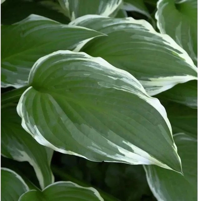 Hosta crispula Funkie mit weißem Rand, Solitärpflanze grün-weiß - Bild 1