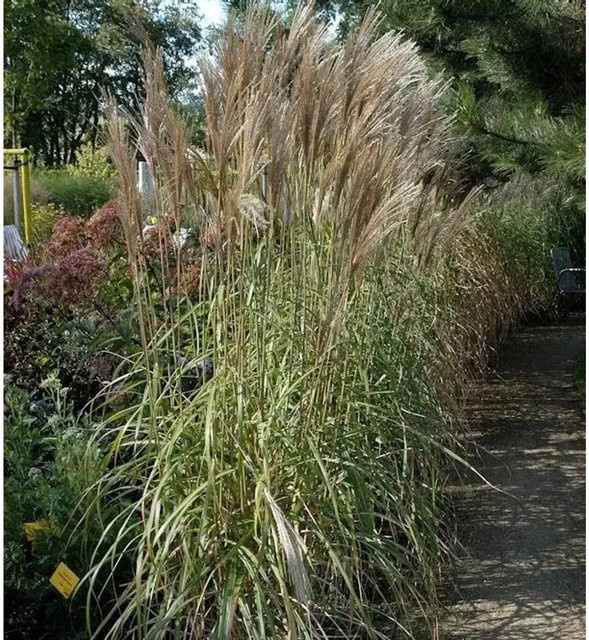 Chinaschilf Malepartus Miscanthus sinensis grüne Zierpflanze für den Garten - Bild 1
