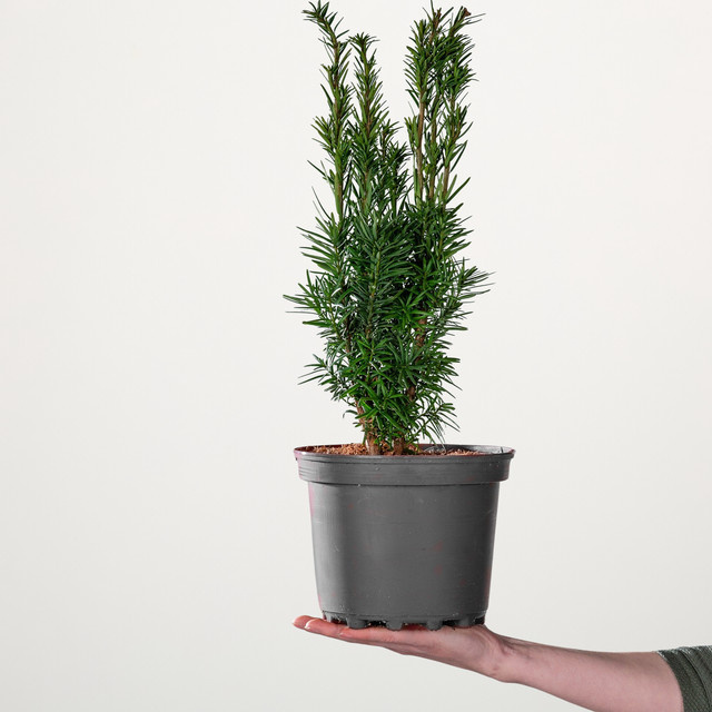 BLUME2000 Säulen-Eibe Taxus baccata Fastigiata Robusta Solitär-Koniferenpflanze - Bild 1