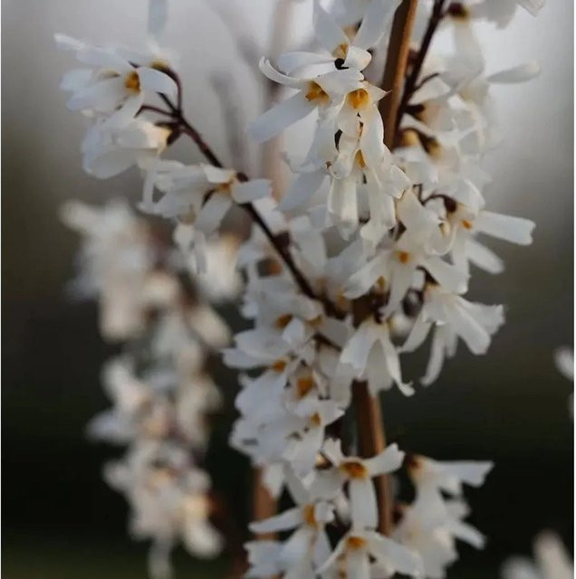 Abeliophyllum distichum Schneeforsythie weiß, Strauch für den Garten, Höhe: 60-80 cm - Bild 1