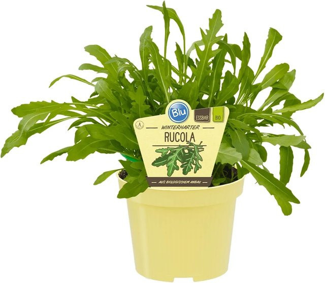 Blu Bio-Rucola winterhart Topf-Ø ca. 12 cm - Bild 1