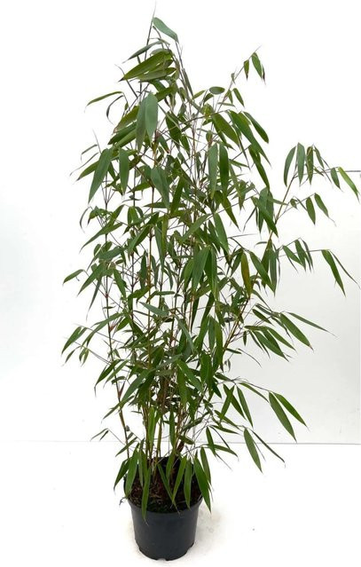 Bambusbörse Fargesia Robusta Wolong Bambus im Topf, Grün, Höhe: 100 - 125 cm, Volumen: 7,5 Liter - Bild 1