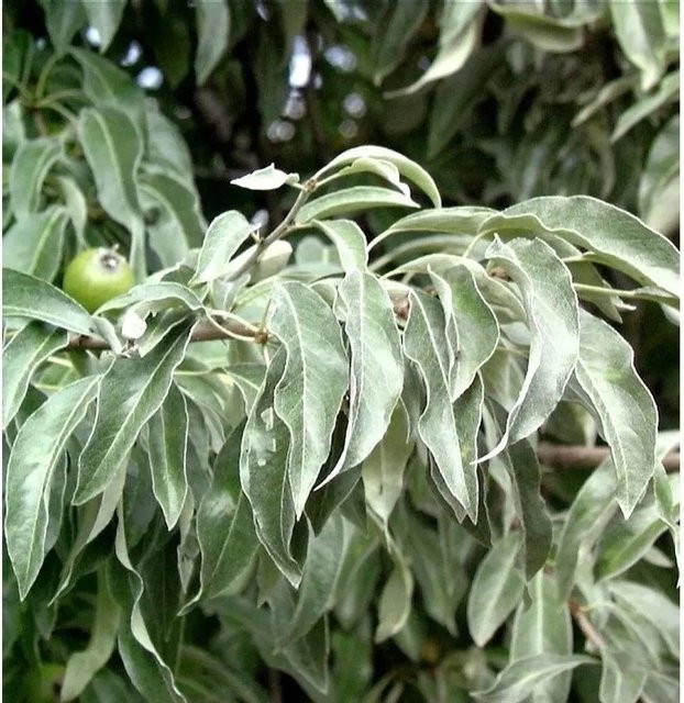 Wildbirne Pyrus communis Obstbaum von Nr-01.de, Höhe: 60-80 cm - Bild 1