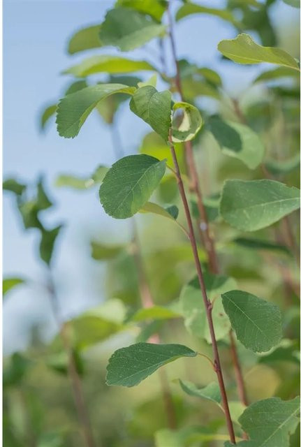 Amelanchier Alnifolia Obelisk Felsenbirne, pflegeleichte Gartenpflanze für Beet, Terrasse oder Balkon, Höhe: 100–125 cm - Bild 1