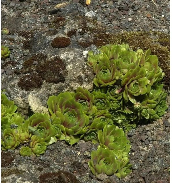 Hauswurz Tederheid Sempervivum cultorum grüne Gartenstaude von Nr-01.de - Bild 1