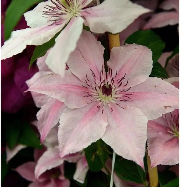 Clematis Waldrebe Pink Fantasy Kletterpflanze in Pink, Höhe: 40-60 cm - Bild 1