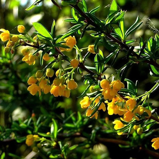 Arborix Berberitze Berberis stenophylla Immergrüner Zierstrauch im Container, Höhe: 40 bis 50 cm - Bild 1