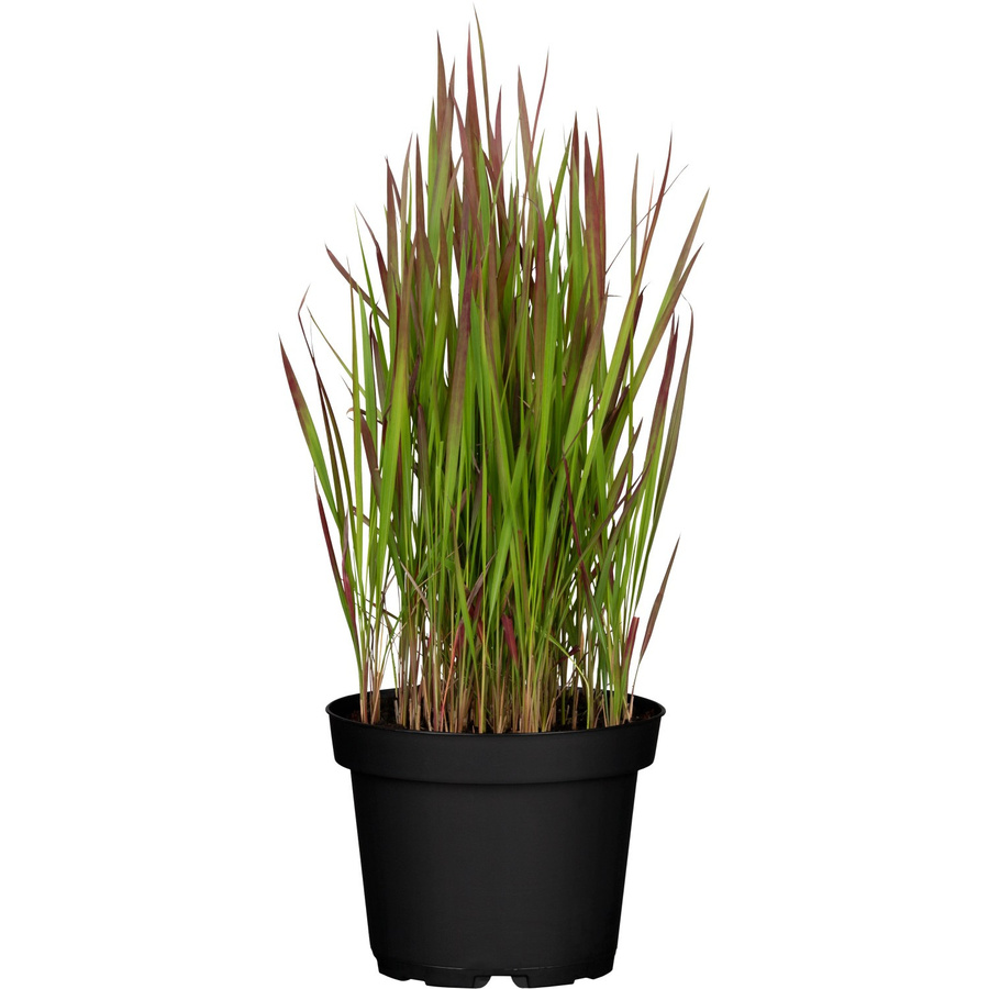 GROW by OBI Silberhaargras Imperata cylindrica Red Baron als mehrjährige Zierpflanze für den Außenbereich - Bild 2