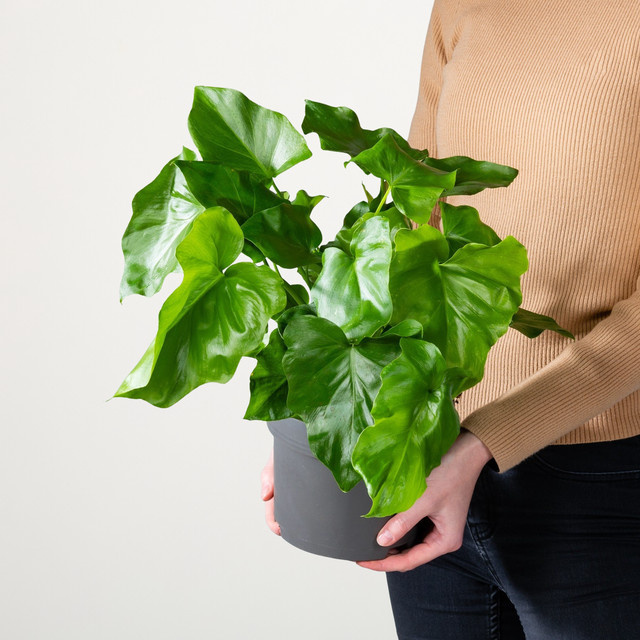 Philodendron Morelips Zimmerpflanze von BLUME2000 in Grün - Bild 1