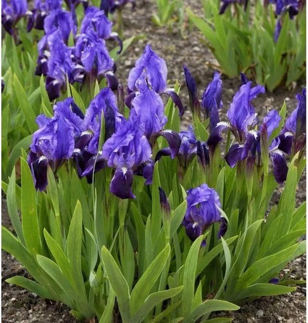 Zwergschwertlilie Cyanea Iris barbata nana als lila Beetpflanze für Steingärten von Nr-01.de - Bild 1