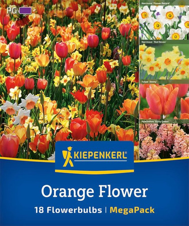 Kiepenkerl Mega Pack Orange Flower Blumenzwiebeln, 18 Stück, bunt