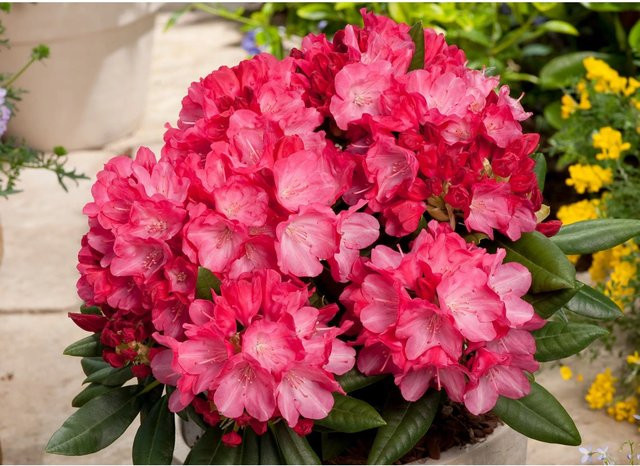 GROW by OBI Yaku-Rhododendron Fantastica Zierstrauch in Rosarot, Höhe: 20 - 30 cm - Bild 1