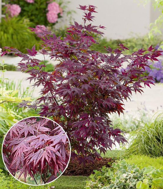 Japanischer Ahorn Burgund - Bild 1