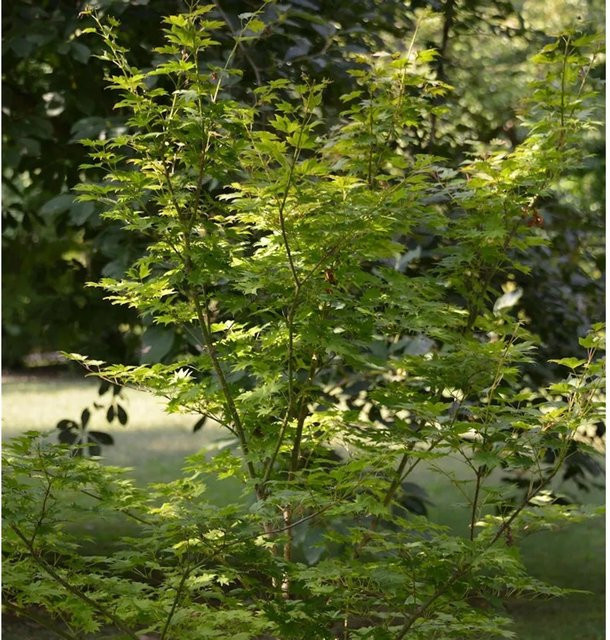 Koreanischer Fächerahorn Arctic Jade Acer pseudosieboldianum Zierbaum, Höhe: 60-80 cm - Bild 1