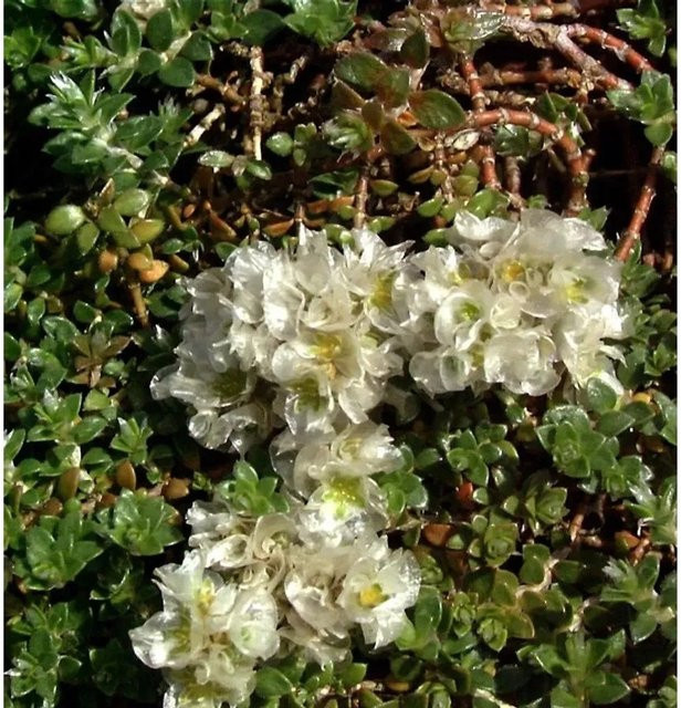 Mauermiere Paronychia kapela als mehrjährige Bodendecker-Pflanze für deinen Garten - Bild 1