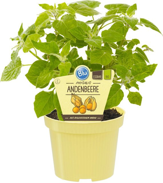 Bio Physalis peruviana Andenbeere Blu im Topf Ø ca. 12 cm - Bild 1