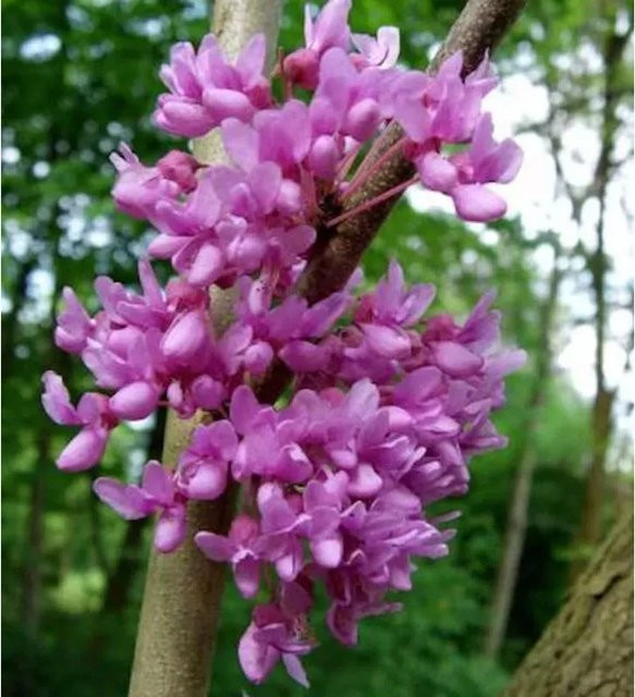 Kanadischer Hänge-Judasbaum Cercis canadensis Lavender Twist in Purple, 30-40 cm - Bild 1