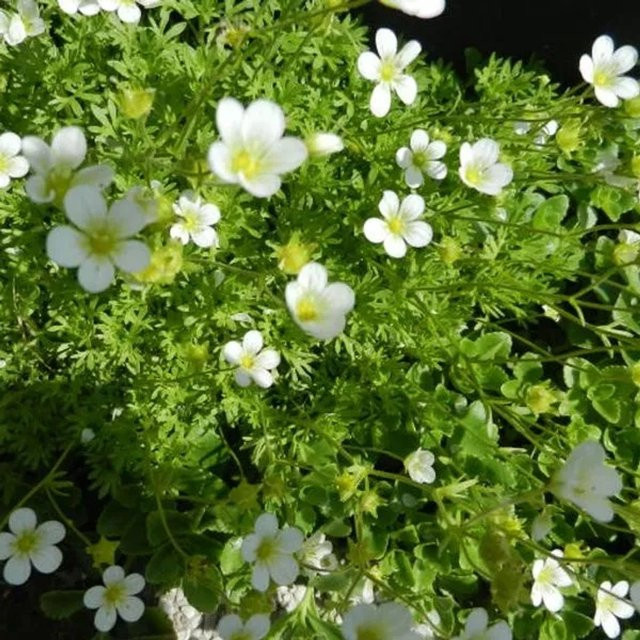 6er Set Arborix Moos-Steinbrech White Pixie Saxifraga mit weißen Blüten im 9 cm Topf - Bild 1