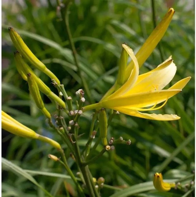 Gelbe Dufttaglilie Hemerocallis citrina als mehrjährige Pflanze von Nr-01.de - Bild 1
