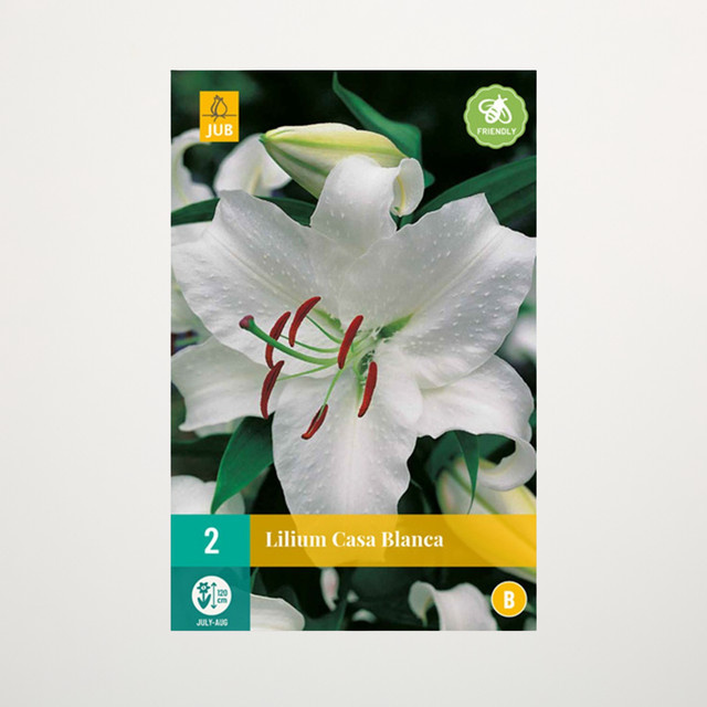 Orientalische Lilie Casa Blanca von BLUME2000 mit 2 Knollen - Bild 1