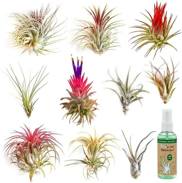 Vdvelde Tillandsia Luftpflanzen Set, 10 Stück, Grün, inklusive Spray - Bild 1