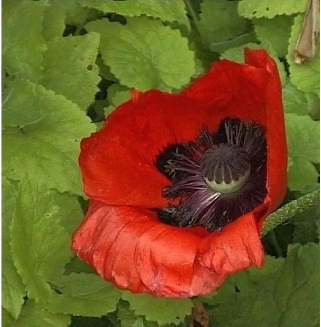 Türkischer Mohn Feuerriese Papaver orientale rote Staude für Garten und Beet von Nr-01.de - Bild 1