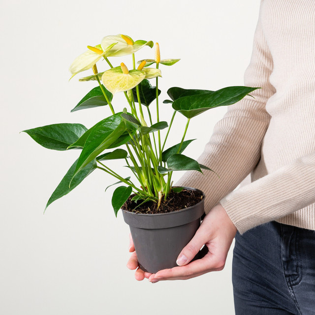 Anthurium Flamingoblume Vanilla von BLUME2000 in Weiß und Gelb mit grünen Blättern - Bild 1