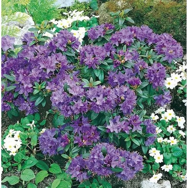 Zwerg Rhododendron Gristede Rhododendron impeditum Alpenrose von Nr-01.de - Bild 1