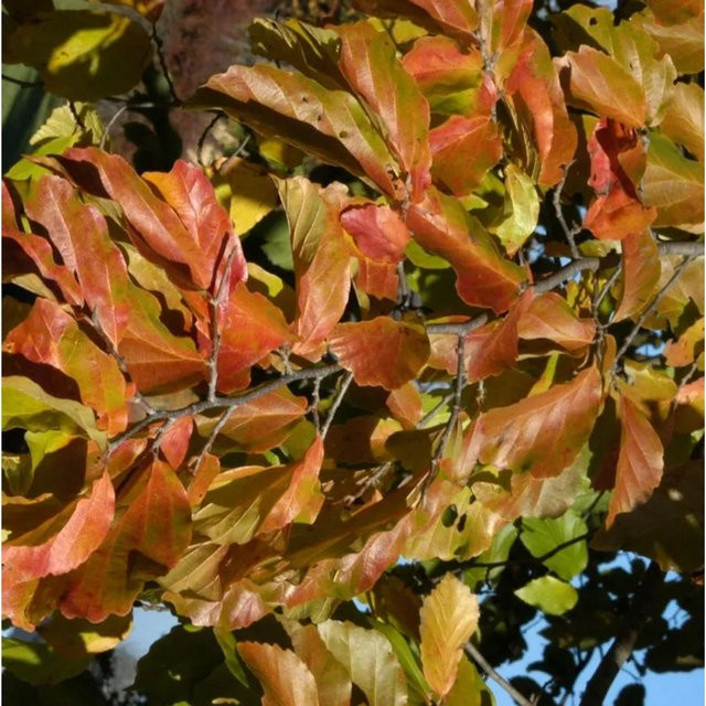 Parrotia persica Eisenholzbaum von Nr-01.de, Höhe: 125-150 cm - Bild 1