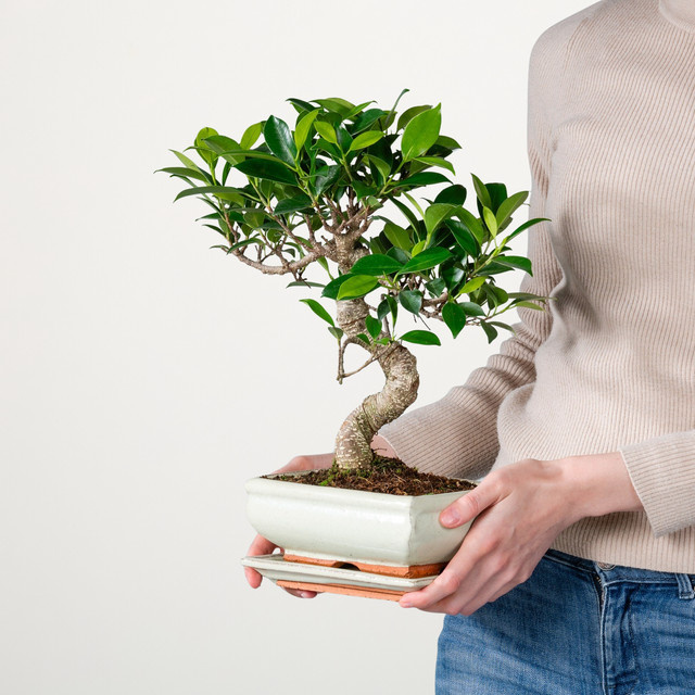 Bonsai-Ficus Ginseng in grüner Keramikschale von BLUME2000, Größe M - Bild 1