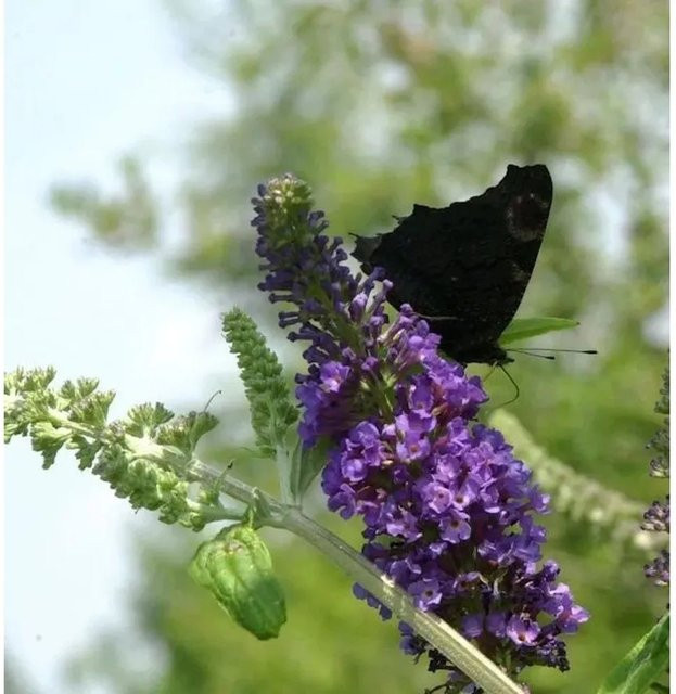 Sommerflieder Buddleja Empire Blue Hochstamm in Blau und Violett, Höhe: 60-80 cm - Bild 1