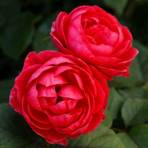 KORDES Beetrose Gartenprinzessin Marie-Jose in Rosa, gefüllte rosarote Blüten - Bild 1