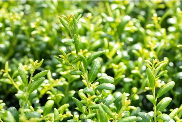 Ilex Crenata Convexa Japanische Stechpalme Immergrüner Strauch als Heckenpflanze, Höhe: 70–80 cm - Bild 1