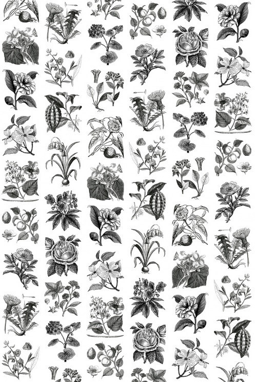 Rebel Walls Mural Fruit & Flora Vintage Wandtattoo in Schwarz Weiß Grau - Bild 1