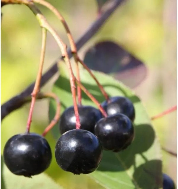 Aronia melanocarpa Apfelbeere Aronia Strauch von Nr-01.de, Höhe: 100-125 cm - Bild 1