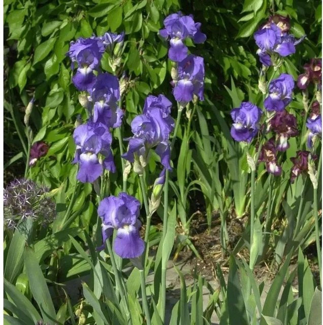 Schwertlilie Blue Rhythm Iris barbata als blaue Beetpflanze - Bild 1