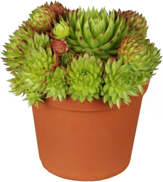 Sempervivum Hauswurz von GROW by OBI, grün-rosa Staude im Topf - Bild 1
