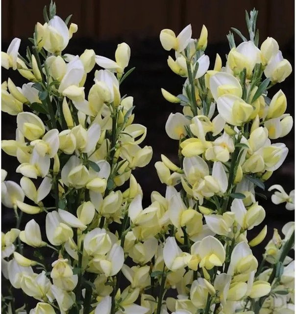 Edelginster White Lion Cytisus scoparius als Hochstamm, Farbe: Weiß, Höhe: 60-80 cm - Bild 1