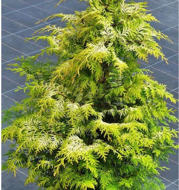 Zypresse Sunny Kiss Chamaecyparis awsoniana in Grün, Höhe: 20-30 cm - Bild 1