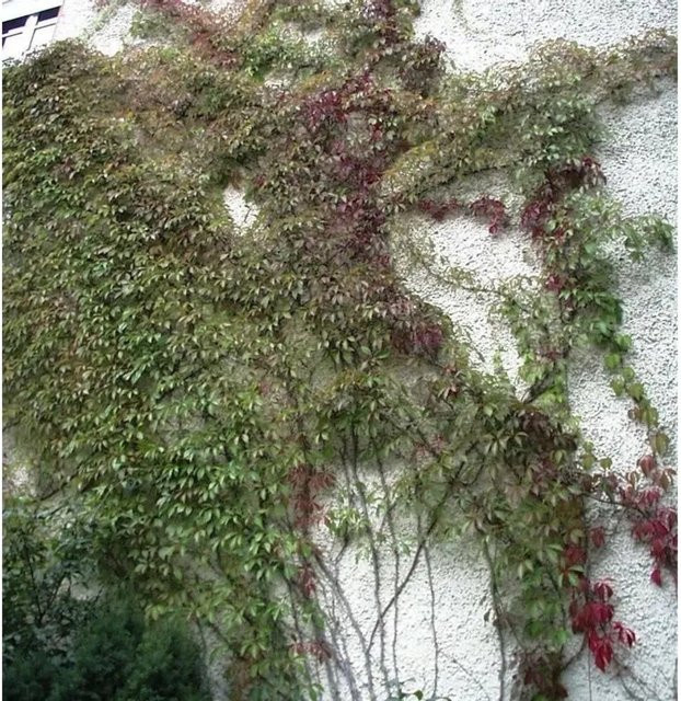 Mauerkatze Engelmann Parthenocissus quinquefolia Kletterpflanze zur Begrünung, Höhe: 125-150 cm, Grün - Bild 1