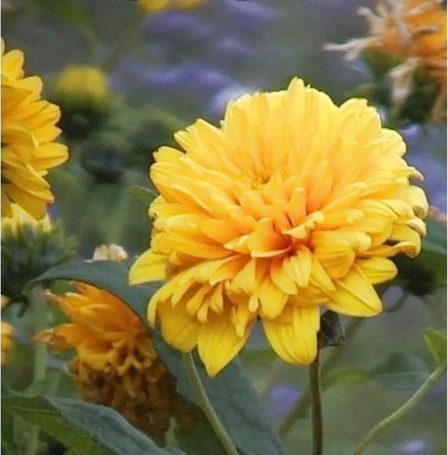 Sonnenblume Soleil dOr Helianthus decapetalus gelbe Staude für Garten und Schnittpflanzen - Bild 1